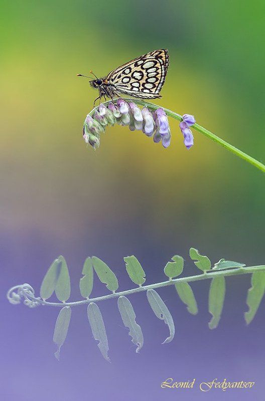 Луговой этюд с Морфеем фото превью