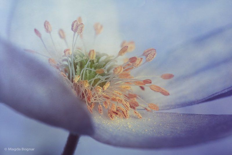 Anemone фото превью