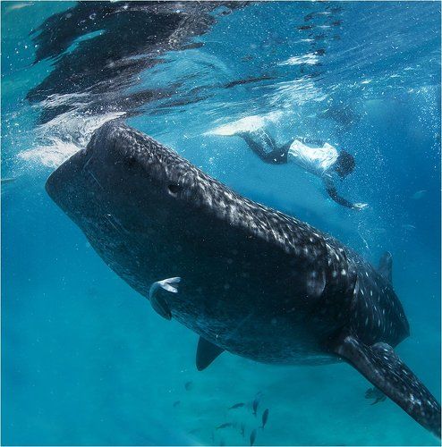 в погоне за кадром