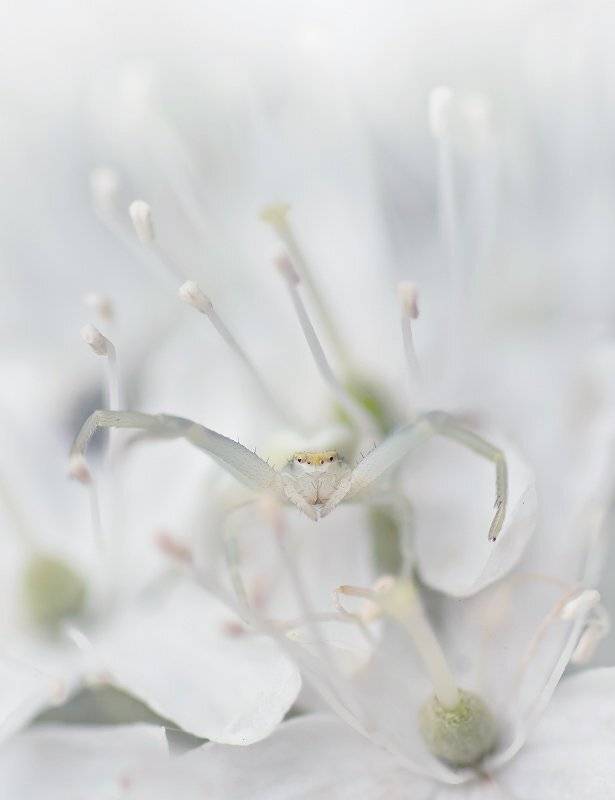 , Валерия Зверева