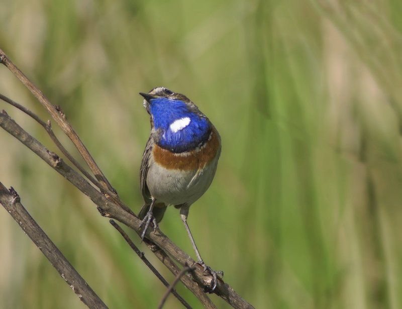Luscinia svecica, Варакушка, Птицы Муки выбора фото превью
