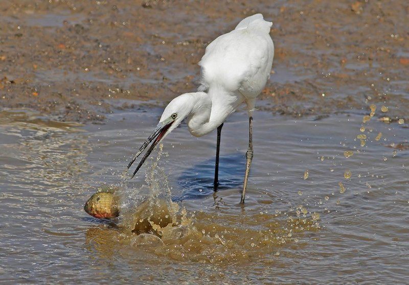 400mm, 7D, Animals, Birds, Egret, Животные, Птицы, Рыба, Цапля Есть только миг.. фото превью