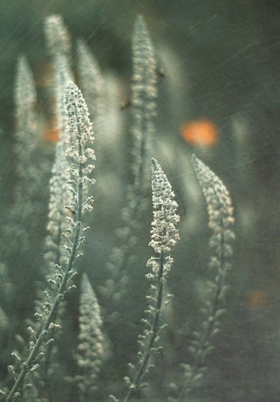 . фото превью