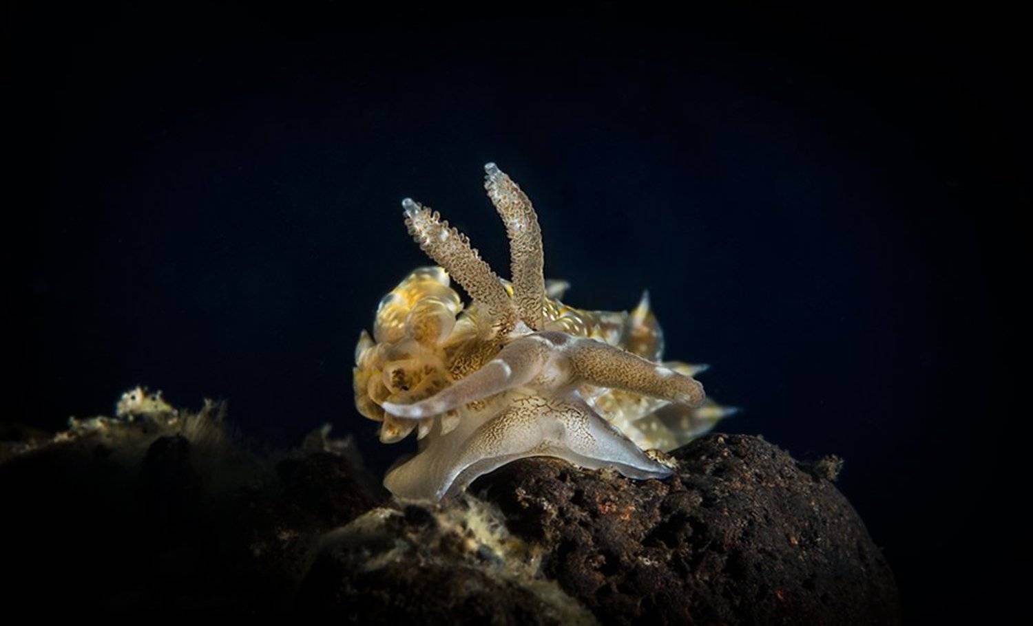 , Sergey Verderevskiy