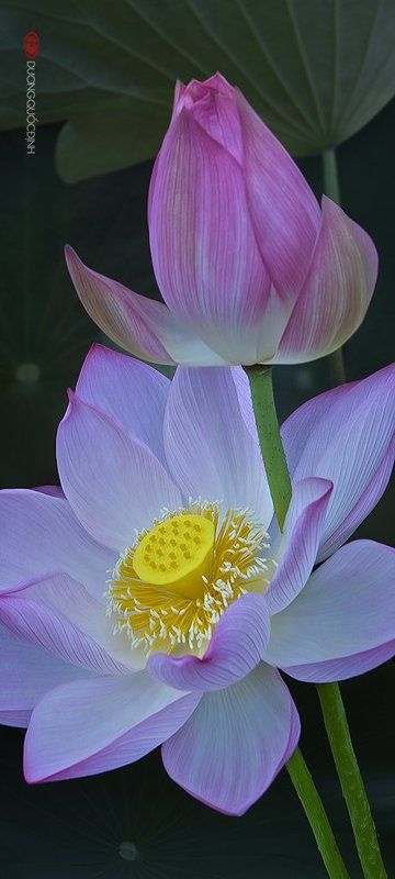 Lotus фото превью