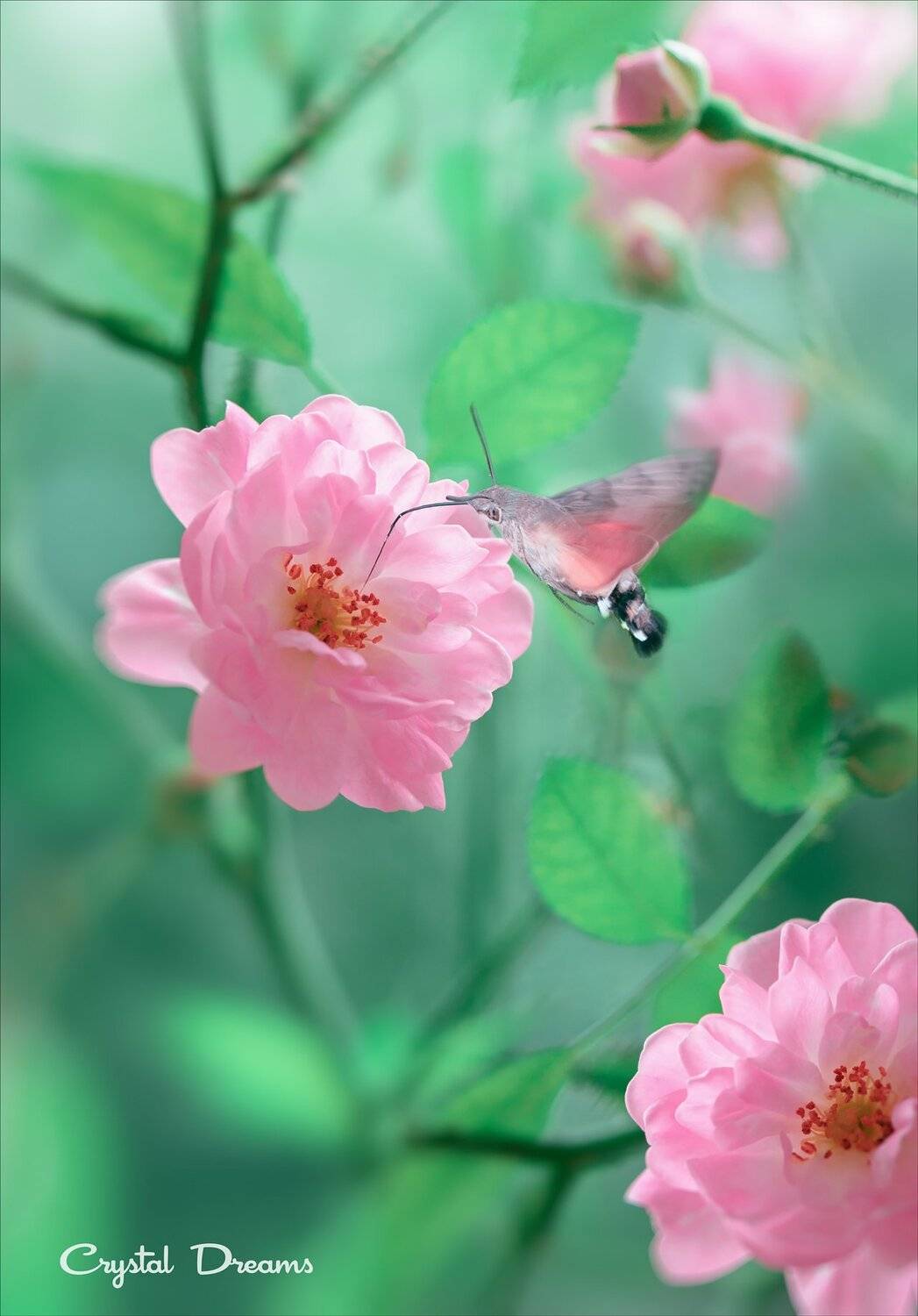 , Татьяна Крылова