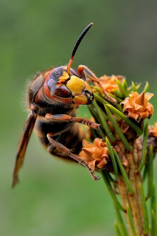 Весенняя мамочка фото превью