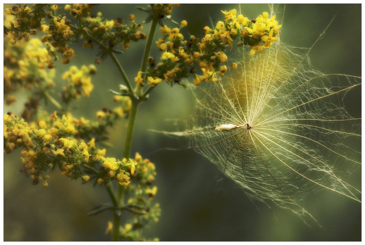, Денис Воронин