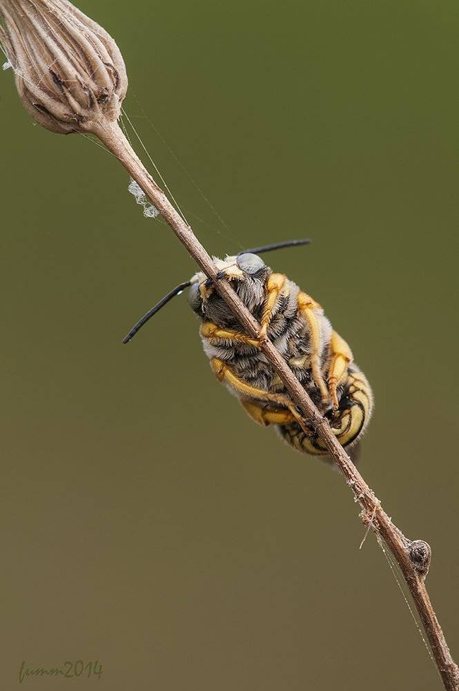 , Игорь ФУММ