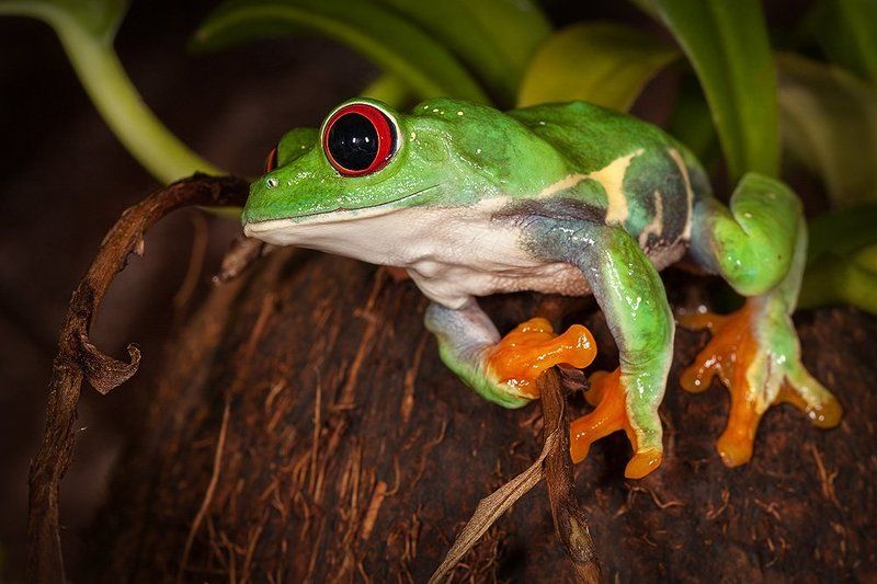 Красноглазая древесная лягушка Лягушонок фото превью