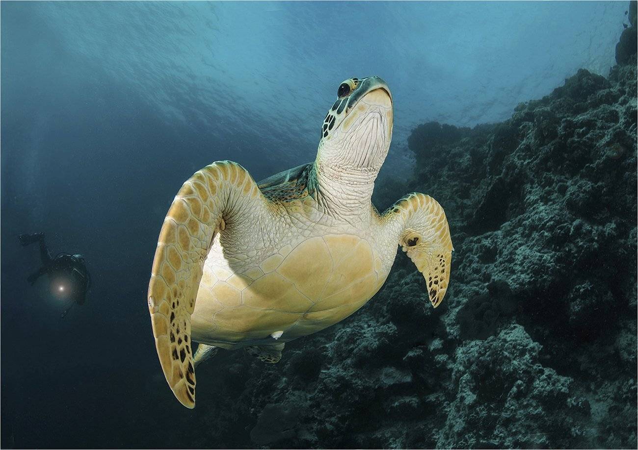 филиппины, себу,  зеленая черепаха,, Сергей Гаспарян