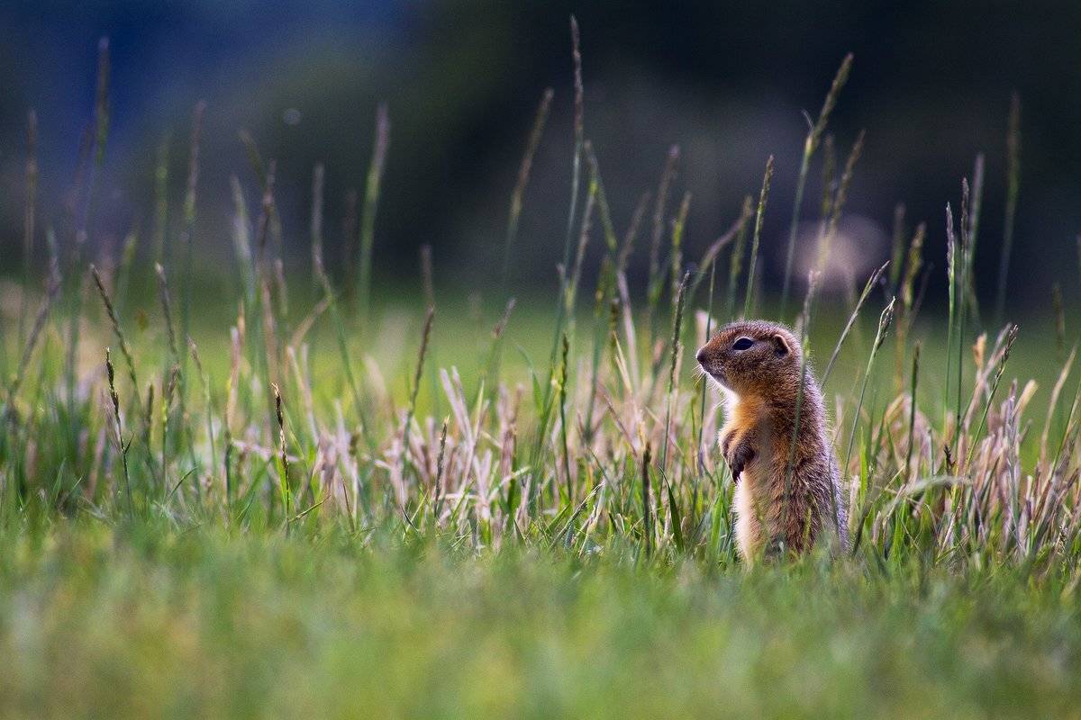 , Николай Морский