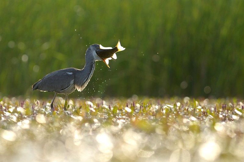 Grey heron fishing фото превью