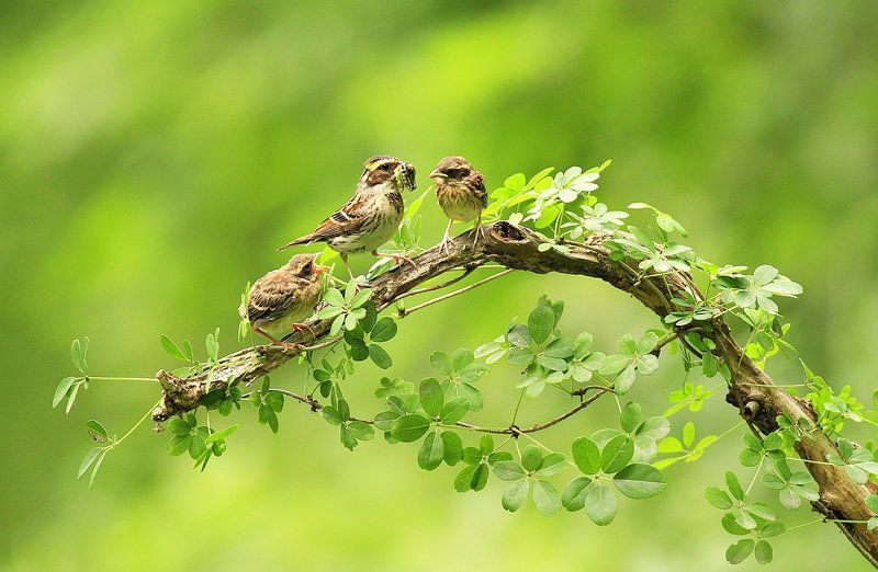 Yellow-Throated Bunting фото превью