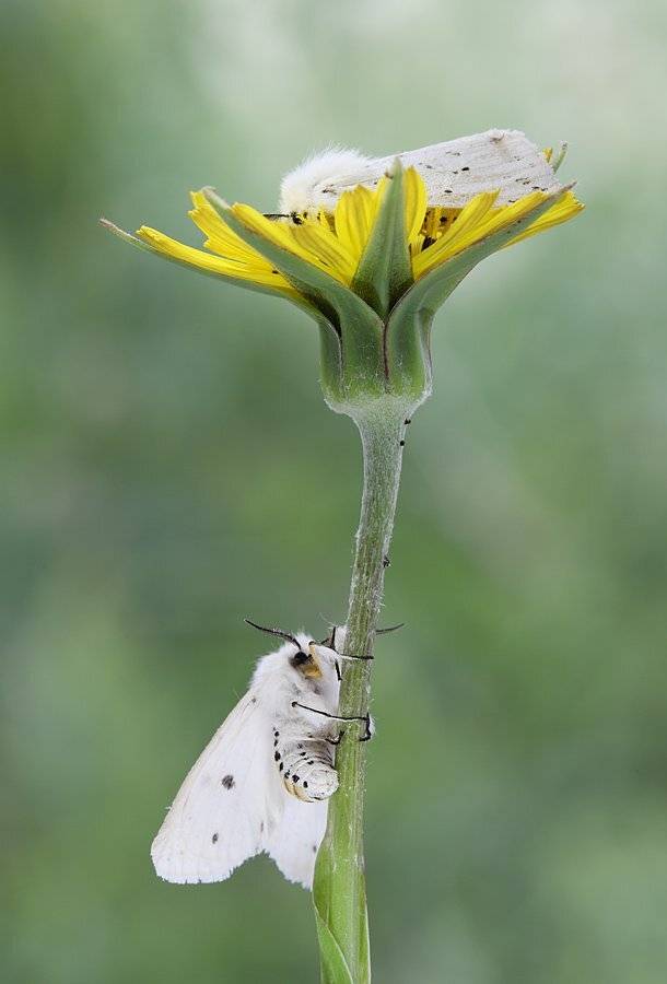 , Сергей Таланов
