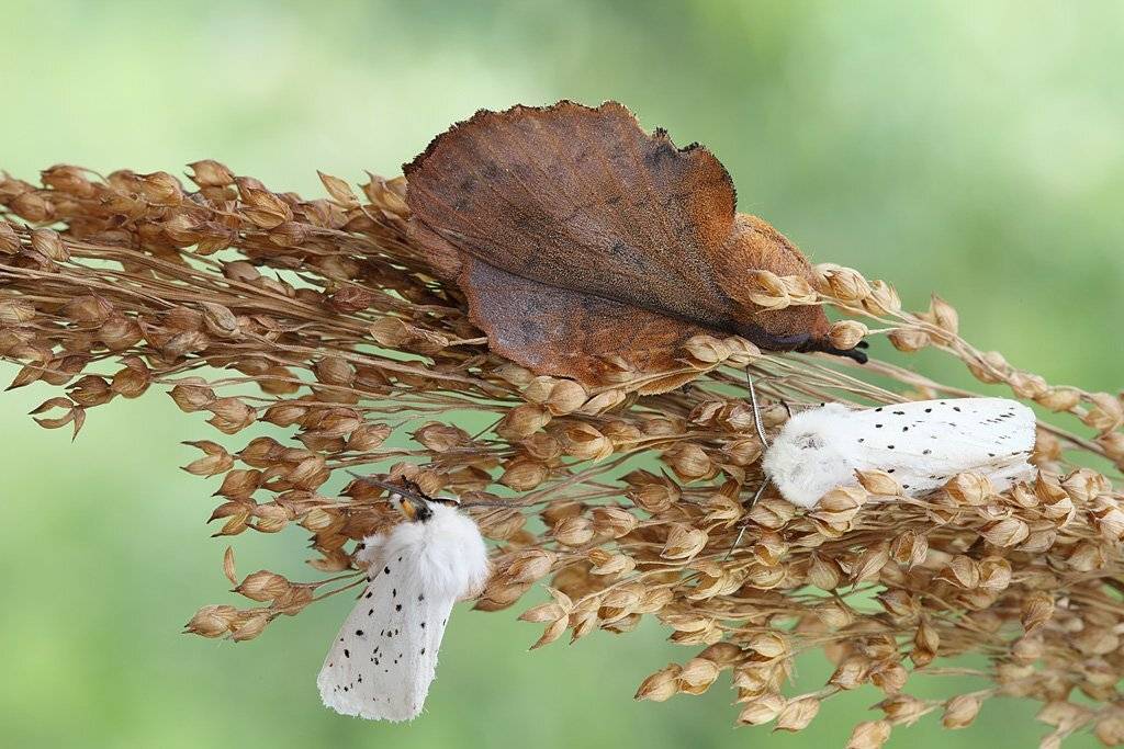 , Сергей Таланов