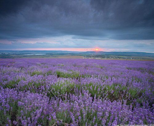 Крымский прованс