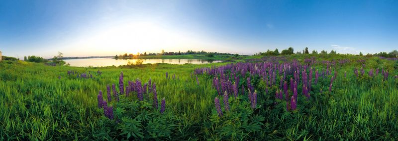 Лето, Люпины, Пейзаж Люпины фото превью