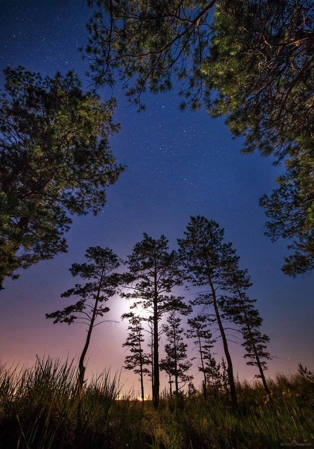 Звезды, Лес, Сосны, Ратушнова-Осинцева Арина