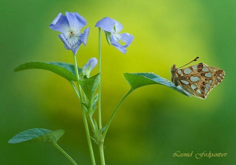Butterfly, Issoria lathonia, The Queen of Spain Fritillary, Бабочка, Перламутровка латония, Фиалка Взаимность. Латония и фиалка. фото превью