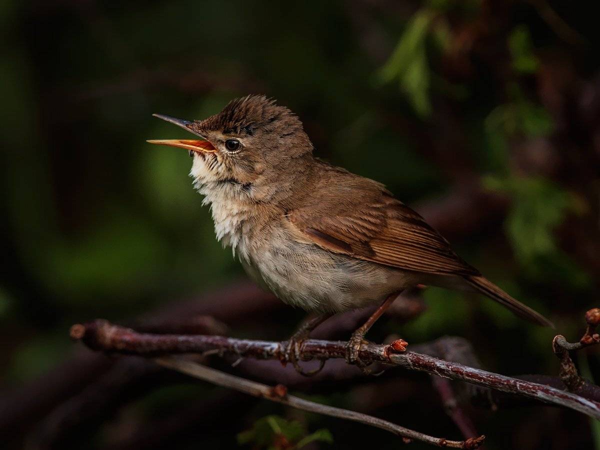 , Валерий Субачев