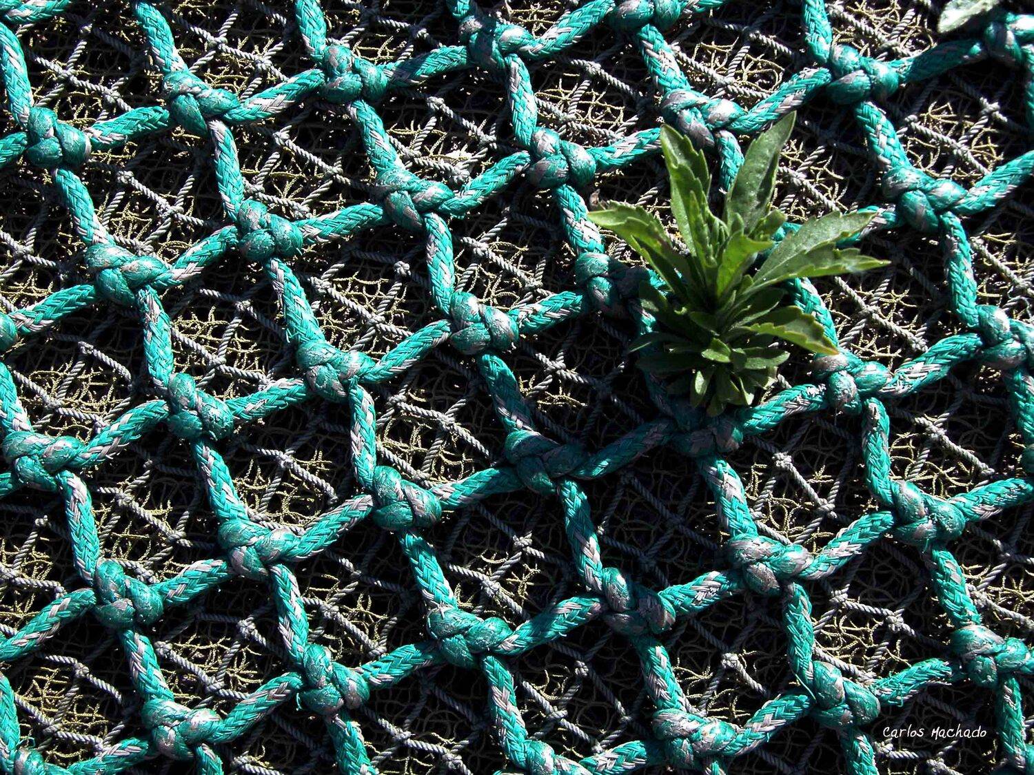 Fishnets, Macro, Travel, Urban, Carlos Machado