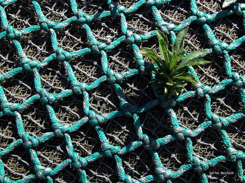Fishnets, Macro, Travel, Urban Fishnet Birth фото превью