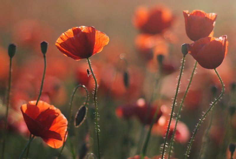 ...летний сон... фото превью