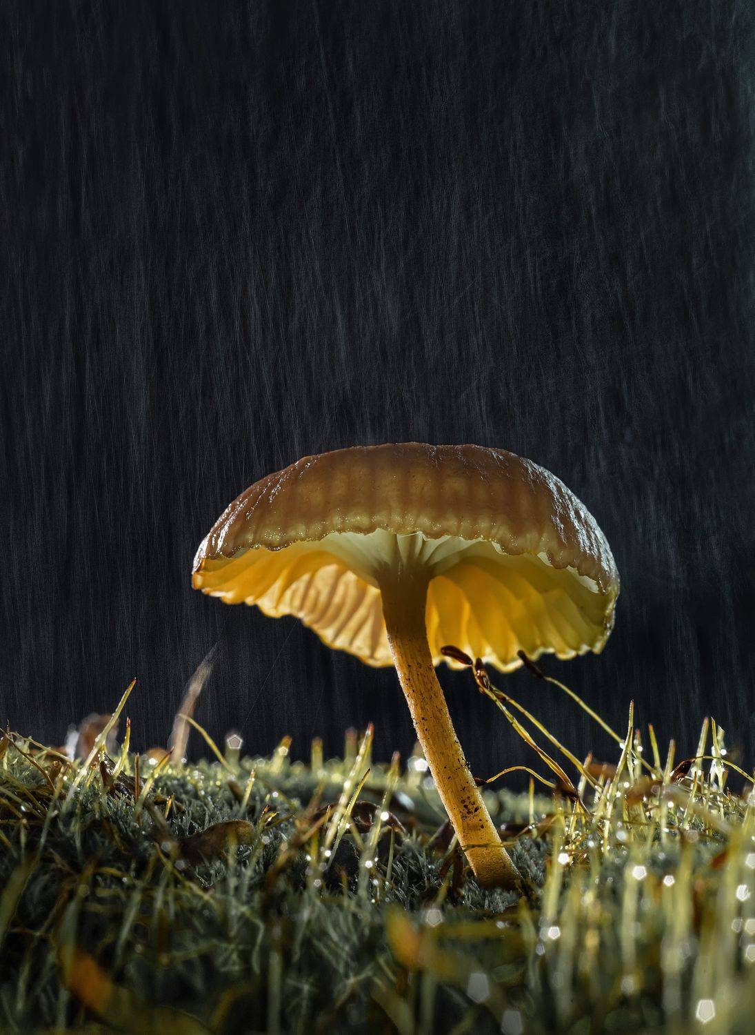 , Черновол Валентин