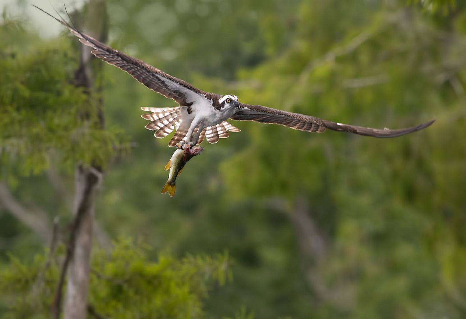 cкопа, osprey, florida, хищные птицы, wildlife, Etkind Elizabeth