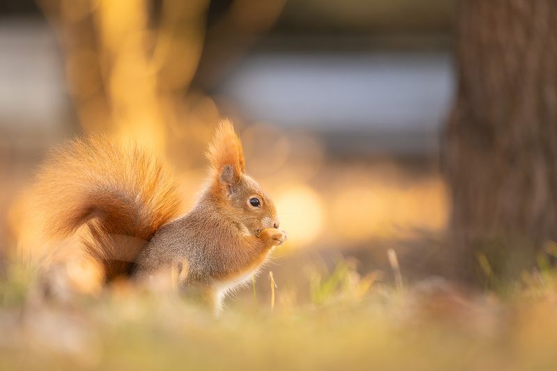 Squirrel фото превью