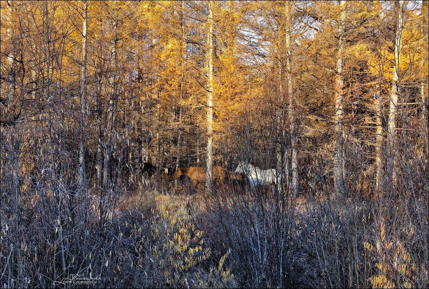 Забайкальский край, Александр Леснянский