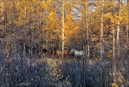 Осенняя забайкальская тайга