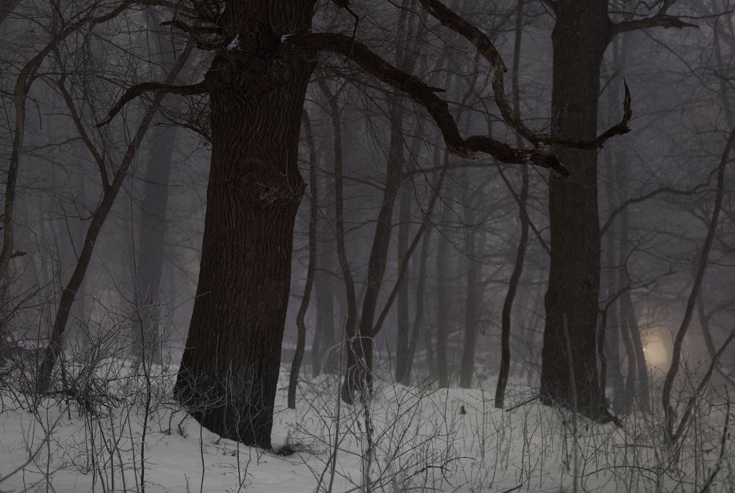 зима туман лес ночь, Александр Жарников