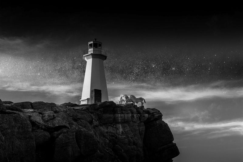 Лошадки фото превью