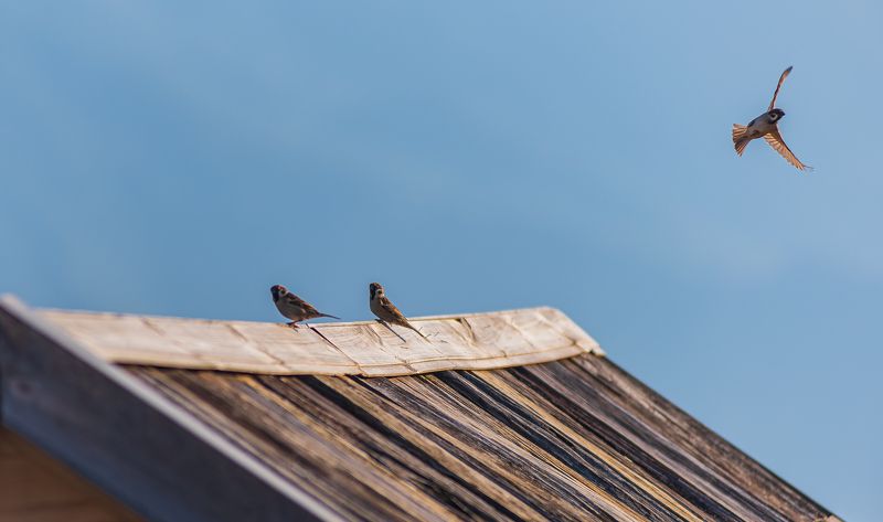 Free  фото превью