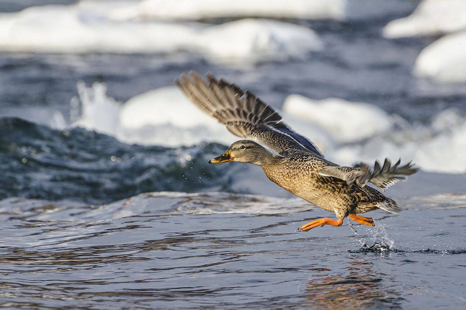 утка, кряква, Михаил Агеев