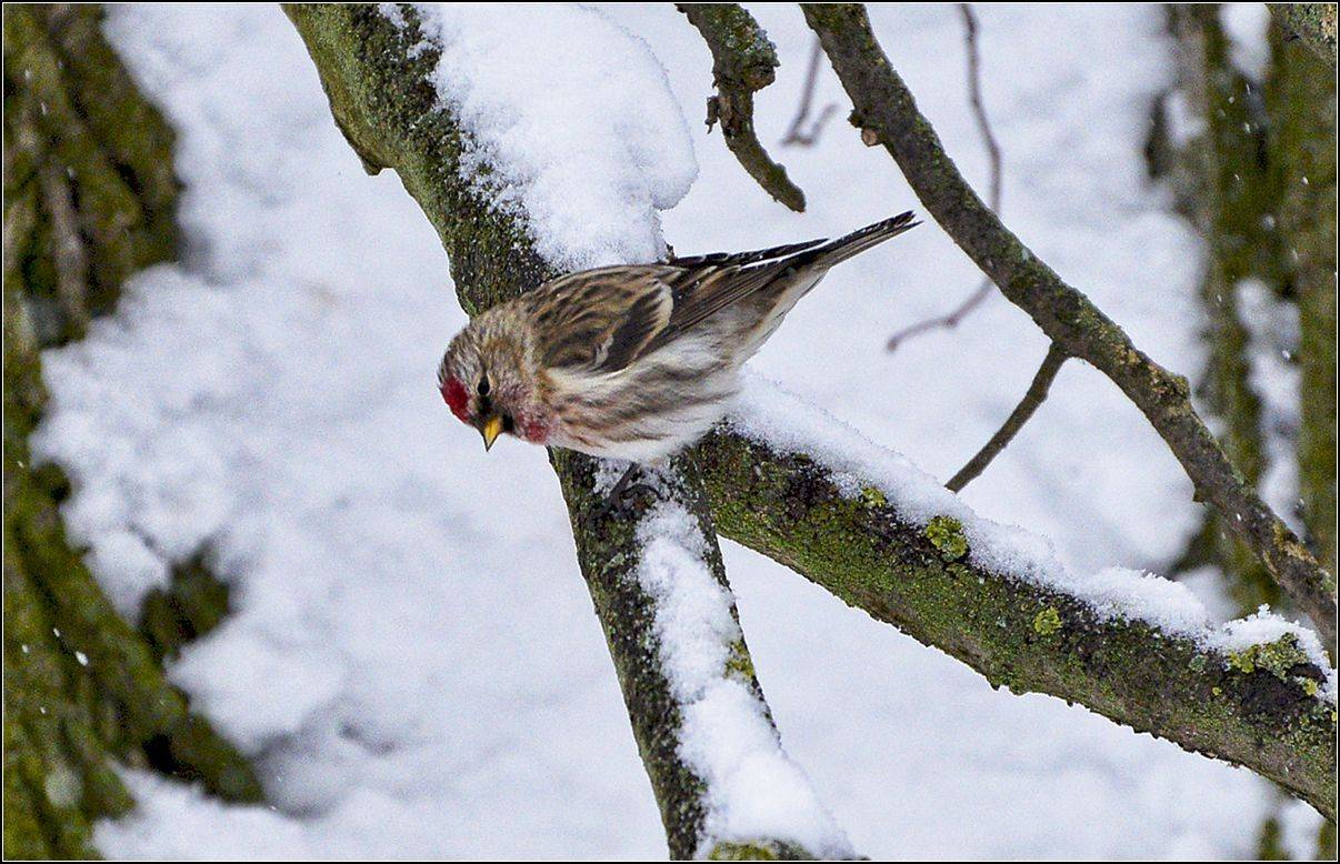 москва, зима, парк, чечётка, АНАТОЛИЙ ДОВЫДЕНКО