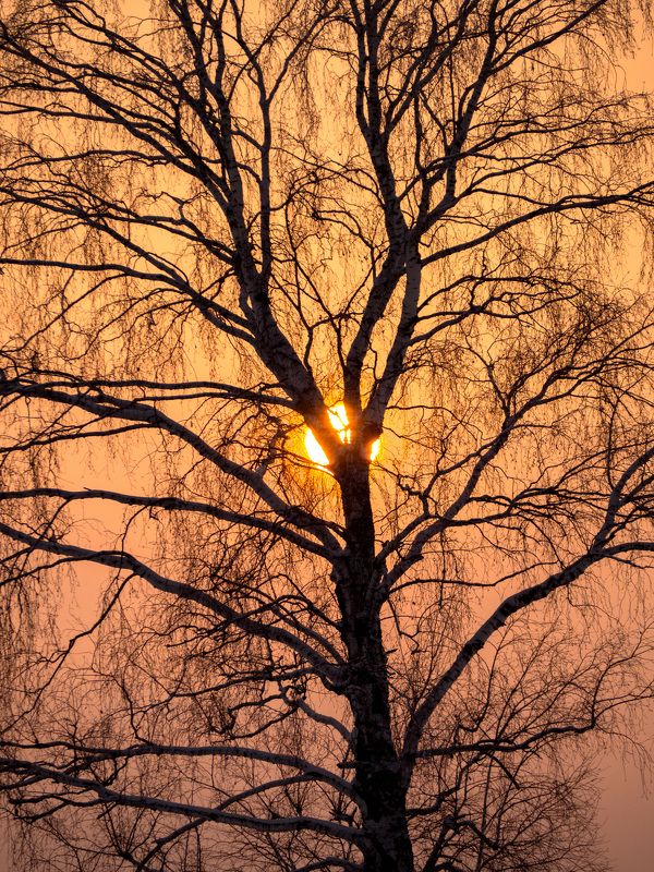 Солнечное древо фото превью