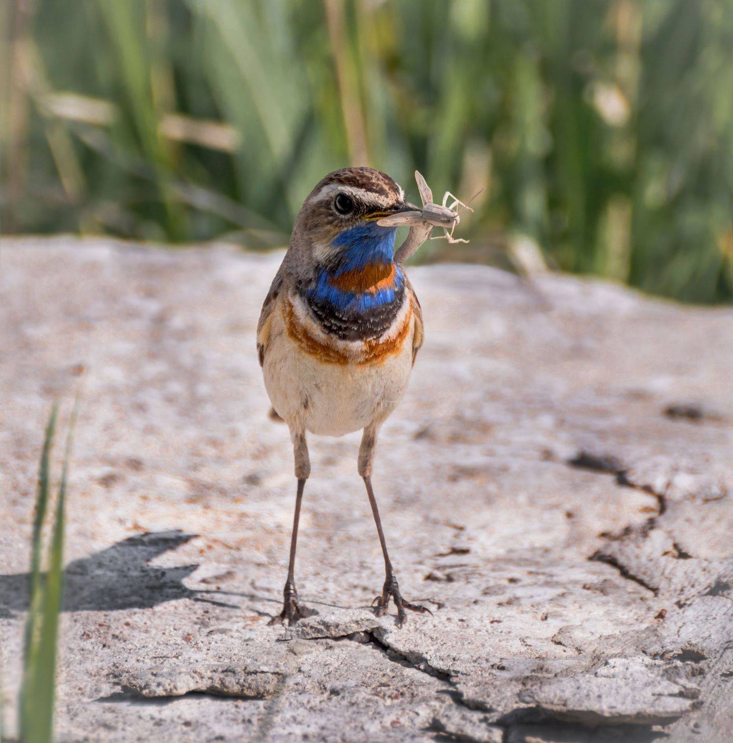 птица, варакушка, самец, кузнечик,, Марина Мочалова