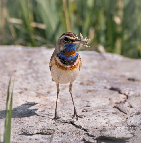 на тоненьких ножках..