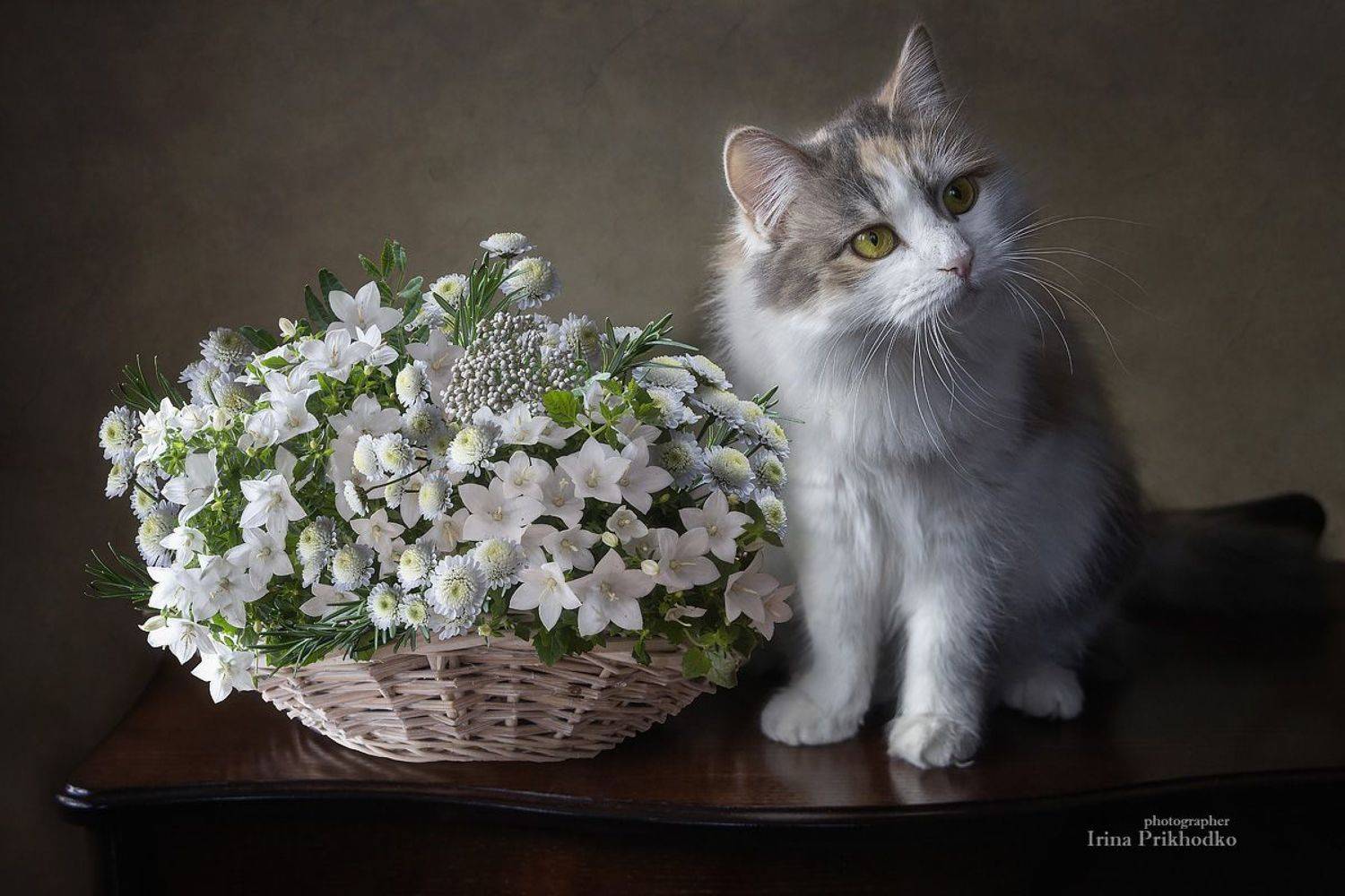 постановочное фото, котонатюрморт, домашние животные, кошка Буська, корзина цветов,, Приходько Ирина