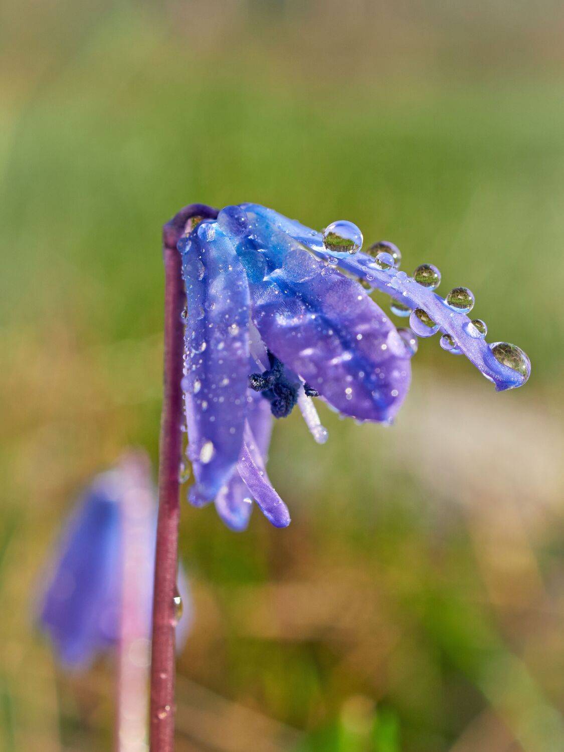 макро, весна, капли, растение, колокольчик, Сергей Калёв