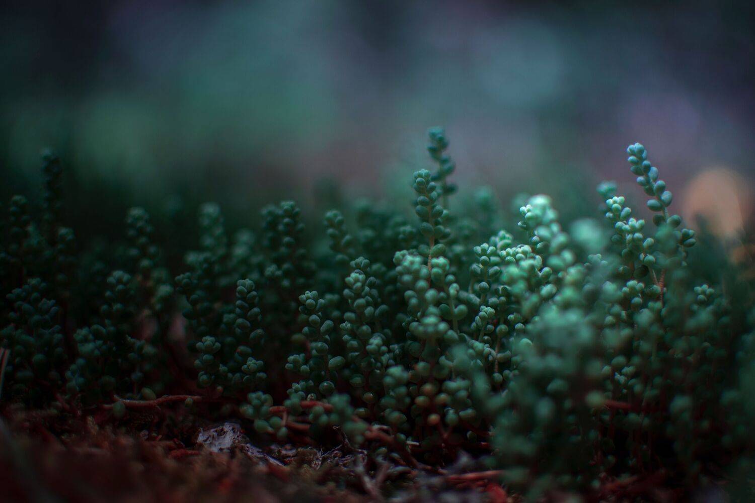 green,wild,nature,light,bokeh,zenit,helios,plant, Борислав Алексиев