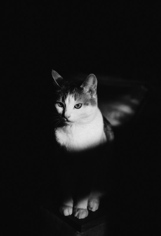 Dark Guardian фото превью