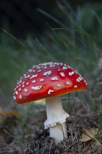 Красный гриб на белой ножке.