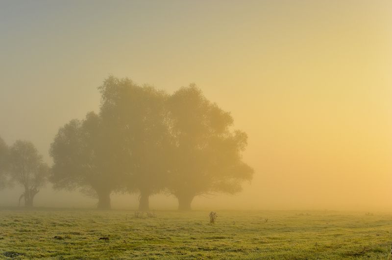 Fog фото превью