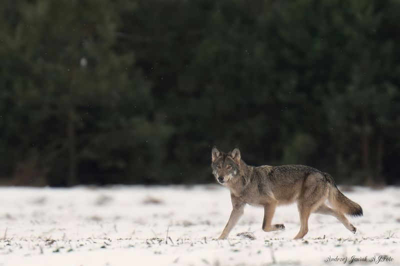 wilk фото превью