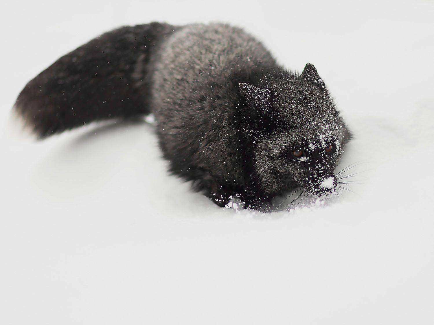 лиса,чернобурая,красотка, охота,зима,красота,природа, fox, black, hunting,beautiful, winter, nature, Юлия Стукалова