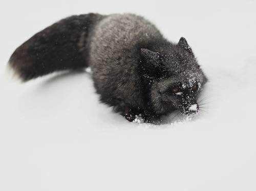 Лиса на охоте